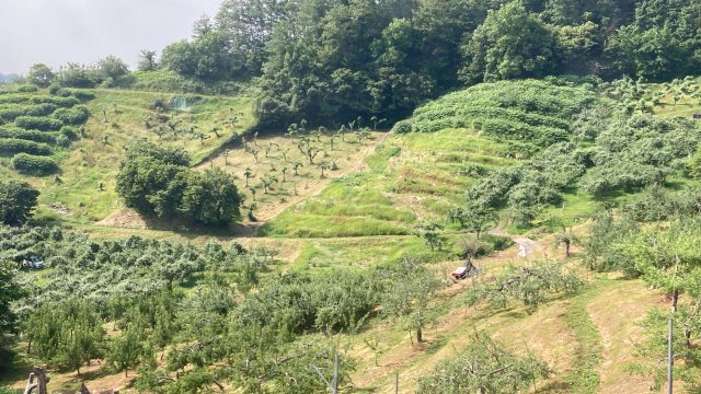 鎌田林檎園_2